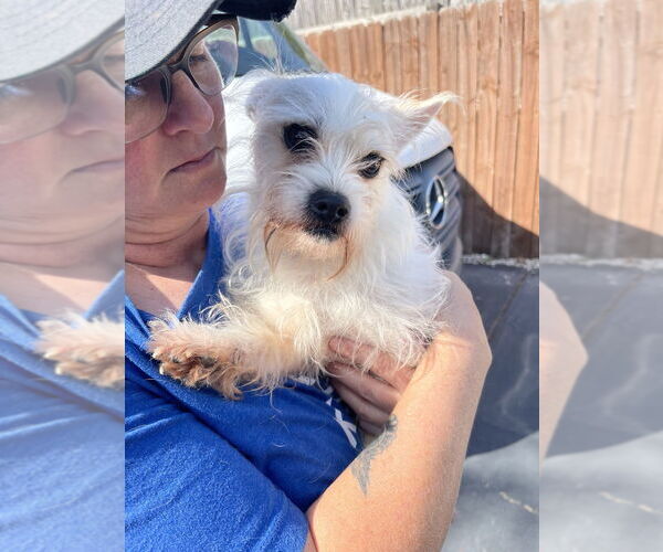 Medium Photo #1 Jack Russell Terrier-Maltese Mix Puppy For Sale in Brewster, NY, USA