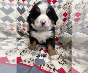 Bernese Mountain Dog Puppy for sale in ENON, OH, USA