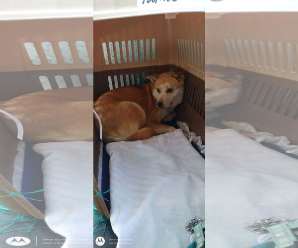 Medium Photo #12 Mutt Puppy For Sale in Sebec, ME, USA
