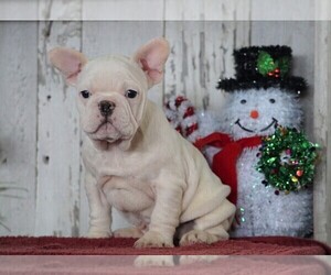 French Bulldog Puppy for sale in FREDERICKSBG, OH, USA