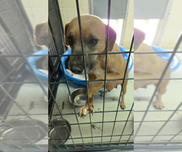 Medium Photo #4 Doxle Puppy For Sale in Aurora, IN, USA