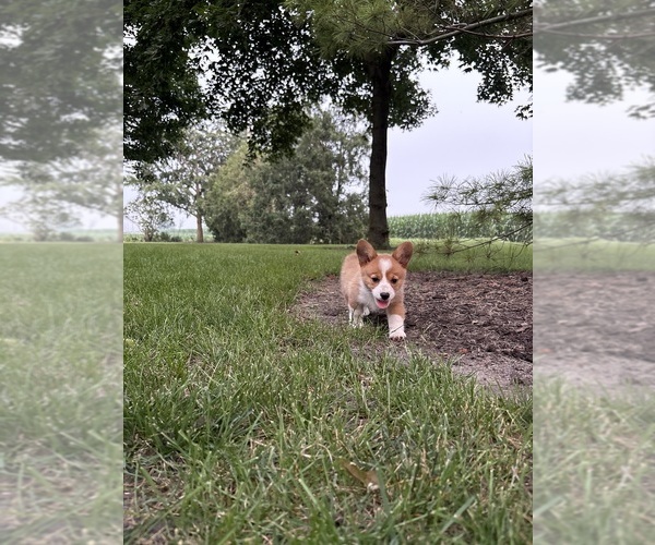 Medium Photo #38 Pembroke Welsh Corgi Puppy For Sale in MILFORD, IN, USA