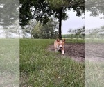 Small Photo #38 Pembroke Welsh Corgi Puppy For Sale in MILFORD, IN, USA