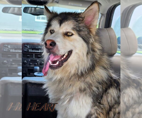 Medium Photo #1 Eurasier-Siberian Husky Mix Puppy For Sale in Severn, MD, USA