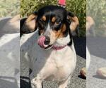 SAGE - Female Beagle-Unknown Mix Dog for Adoption - Small photo