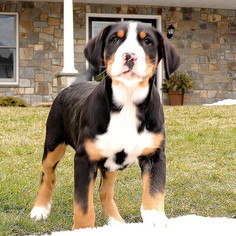 Greater Swiss Mountain Dog Puppy for sale in GAP, PA, USA
