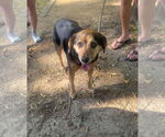 Small #2 Beagle Mix