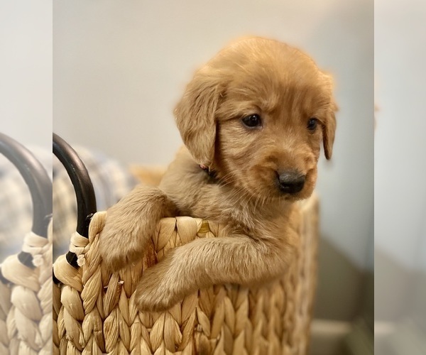 Medium Photo #20 Golden Retriever Puppy For Sale in BUFFALO, MO, USA