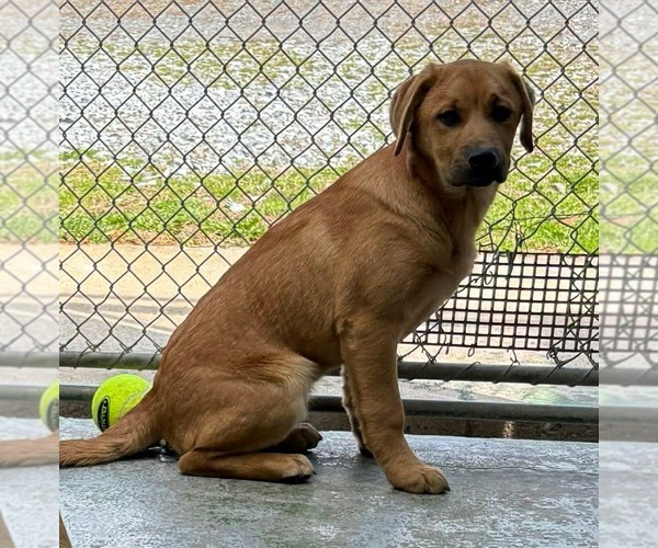 Medium Photo #2 Mutt Puppy For Sale in Rustburg, VA, USA