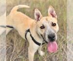 Small Photo #2 Akita-Siberian Husky Mix Puppy For Sale in Aurora, CO, USA