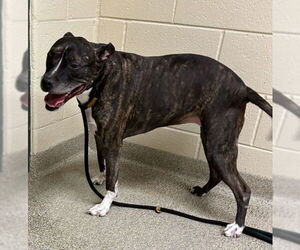 American Pit Bull Terrier-Unknown Mix Dogs for adoption in Virginia Beach, VA, USA