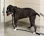 Small #5 American Pit Bull Terrier Mix