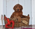 Small Photo #1 Irish Doodle Puppy For Sale in GREENCASTLE, PA, USA