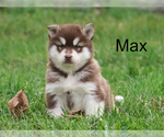 Small Photo #4 Alaskan Malamute Puppy For Sale in MILLMONT, PA, USA