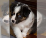 Small Photo #17 Australian Shepherd Puppy For Sale in GREER, SC, USA