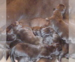 Small Photo #52 Great Dane Puppy For Sale in PIERSON, MI, USA