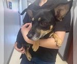 Small #2 Dachshund-Jack Russell Terrier Mix