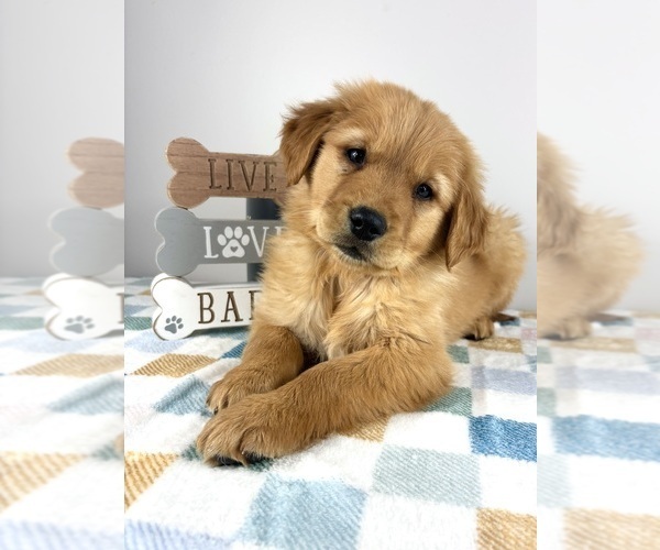 Medium Photo #2 Golden Retriever Puppy For Sale in INDIANAPOLIS, IN, USA