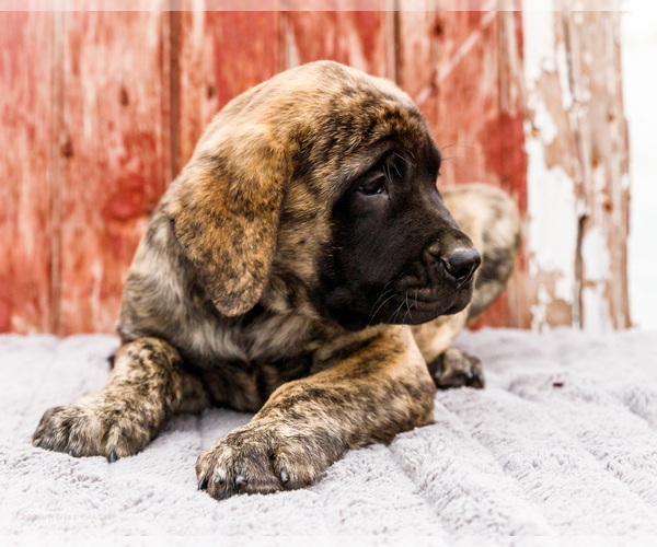 Medium Photo #7 Mastiff Puppy For Sale in WAKARUSA, IN, USA