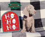 Small Photo #15 Weimaraner Puppy For Sale in NEWCASTLE, OK, USA
