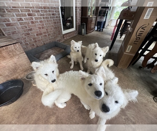 Medium Photo #9 Samoyed Puppy For Sale in WARFORDSBURG, PA, USA