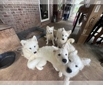 Small #8 Samoyed