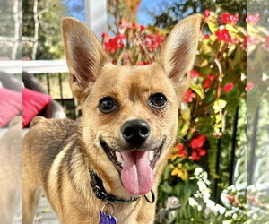 Pineranian Dogs for adoption in Cookeville, TN, USA