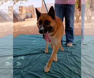 Sonny - Male Siberian Husky Dog for Adoption - Photo #5