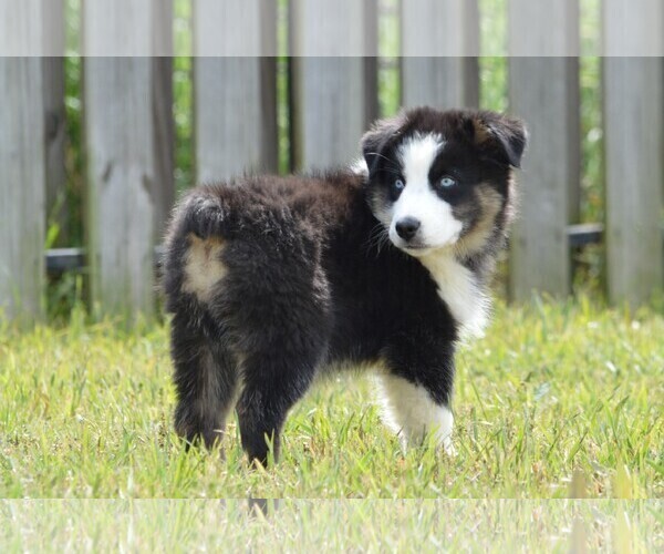 Medium Photo #3 Miniature Australian Shepherd Puppy For Sale in STEPHENVILLE, TX, USA