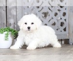 Small Photo #1 Bichon Frise Puppy For Sale in MOUNT VERNON, OH, USA