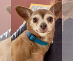 Small #4 Chihuahua