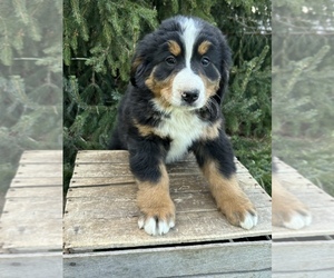 Bernese Mountain Dog Puppy for sale in MIDDLEBURY, IN, USA