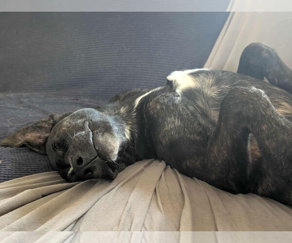 Medium Photo #22 American Staffordshire Terrier-Unknown Mix Puppy For Sale in Germantown, OH, USA