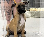 Small #2 Mutt