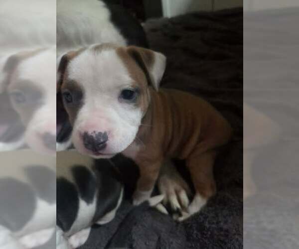 Medium Photo #4 Mutt Puppy For Sale in Holly Springs, NC, USA