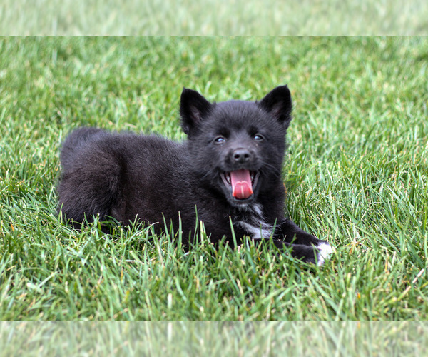 Medium Photo #5 Pomsky Puppy For Sale in GOSHEN, IN, USA