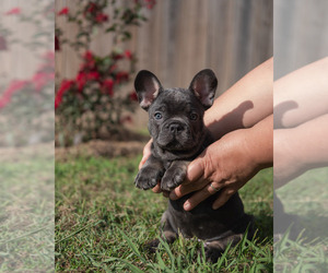 Medium French Bulldog