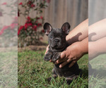 Small Photo #1 French Bulldog Puppy For Sale in FAYETTEVILLE, AR, USA
