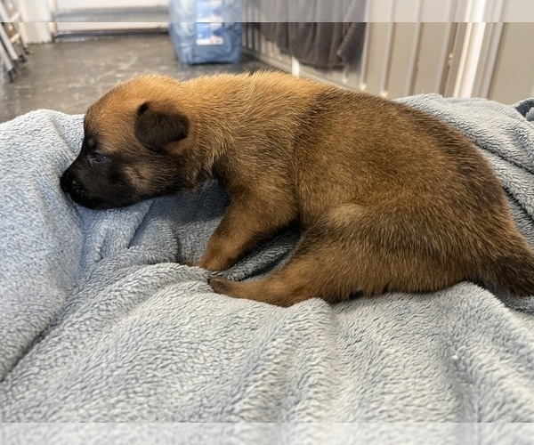 Medium Photo #224 Belgian Malinois Puppy For Sale in REESEVILLE, WI, USA