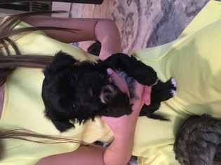 Havanese Puppy for sale in MILLERSBURG, IN, USA