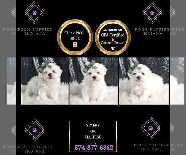 Medium Photo #3 Maltese Puppy For Sale in WARSAW, IN, USA