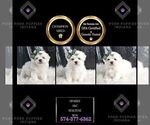 Small Photo #116 Maltese Puppy For Sale in WARSAW, IN, USA