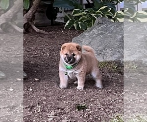 Shiba Inu Puppy for sale in REDMOND, WA, USA
