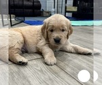 Puppy White Golden Retriever