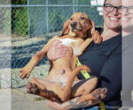Small #3 American Foxhound-Redbone Coonhound Mix