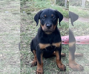 Rottweiler Puppy for sale in AVONDALE, AZ, USA