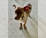 Small #3 Dachshund Mix
