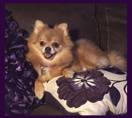 Mother of the Pomeranian puppies born on 02/14/2017