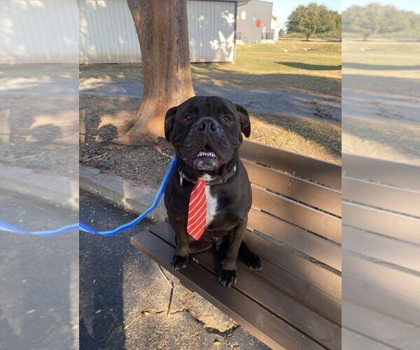 Medium Photo #1 American Bulldog-Unknown Mix Puppy For Sale in Shreveport, LA, USA
