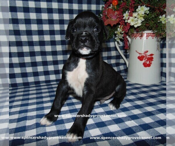 Medium Photo #3 Boxer Puppy For Sale in CABOOL, MO, USA